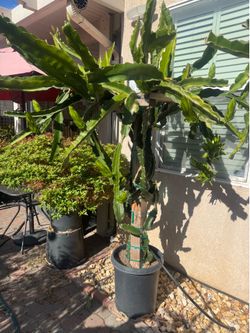 Dragon fruit plant/ white meat