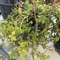 Hanging Plant