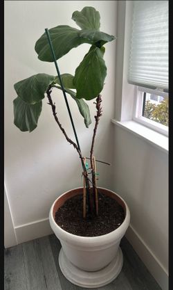 Beautiful Growing Fiddle Leaf 🍃 Plant In Ceramic White Vase - Big Size