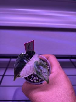 Alocasia pink azlanii