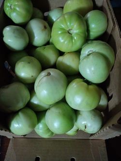 Tomatoes