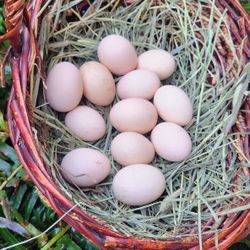 Silkies Eggs