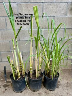Live Sugarcane plants fully rooted in 5 Gal Pot $30 Each