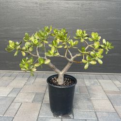 Healthy Jade Plant. Over 2 ft. Tall