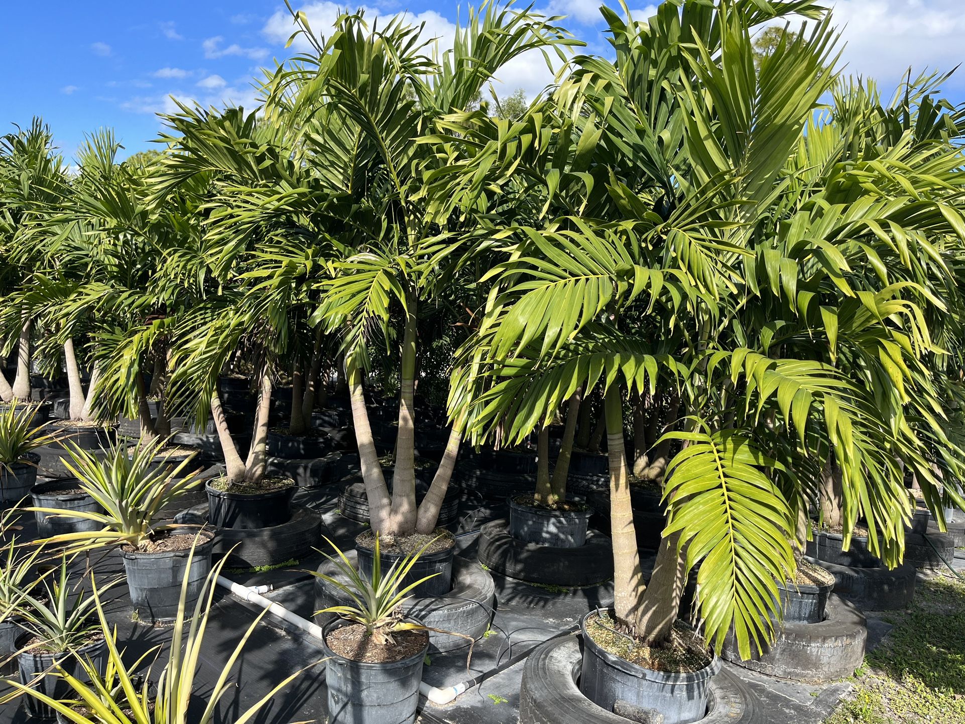 Christmas Palms (Adonidia) , 25 Gallon, Buy 5x Get 1x 25g Foxtail Free