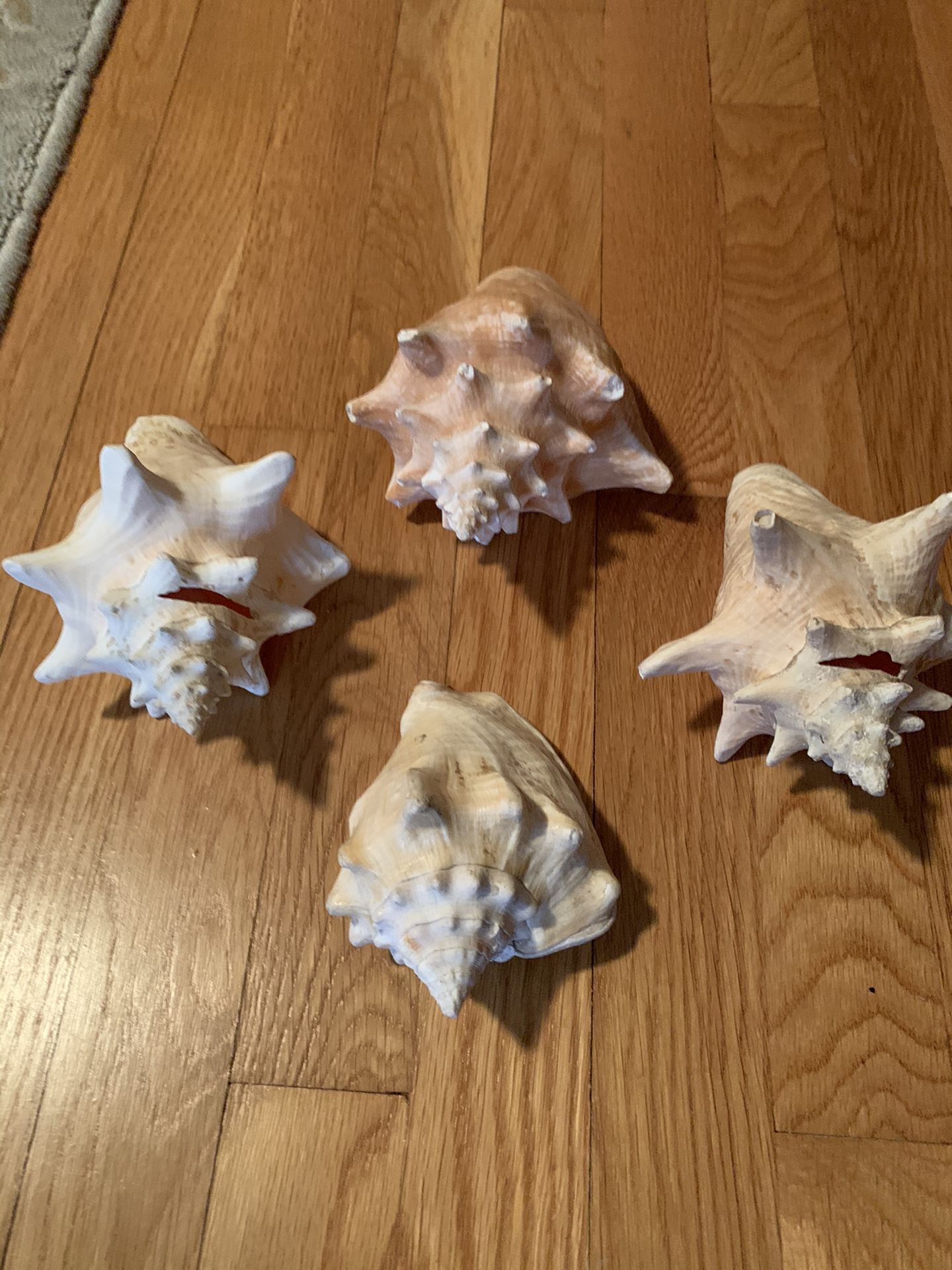 Set of 4 Large Size Sea Shell