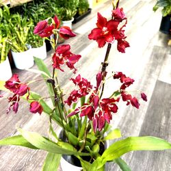 Red Oncidium Big Flowers Orchids Lan Vũ Nữ Bông Đỏ