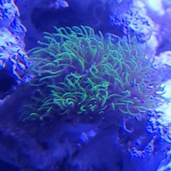 Decorations Coral Trade