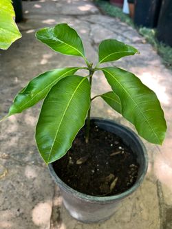 Mango Plant in Gallon Pot