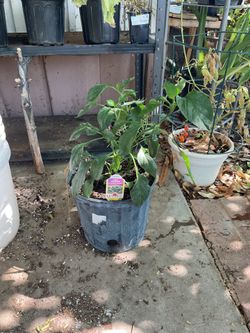 Hot pepper 🌶️ plant