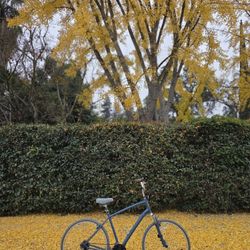 Globe Hybrid comfort bike, upright, tuned up, ready to ride, XL