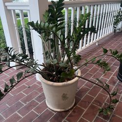 Ceramic Pots With ZZ Plants 