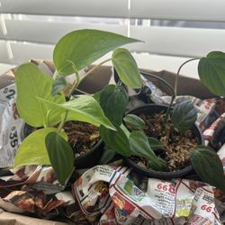 Beginner Plant Pack (2 Pots)