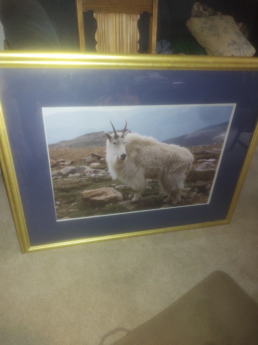 Nice Framed Mountain Goat Pucture