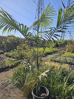 King Palm 