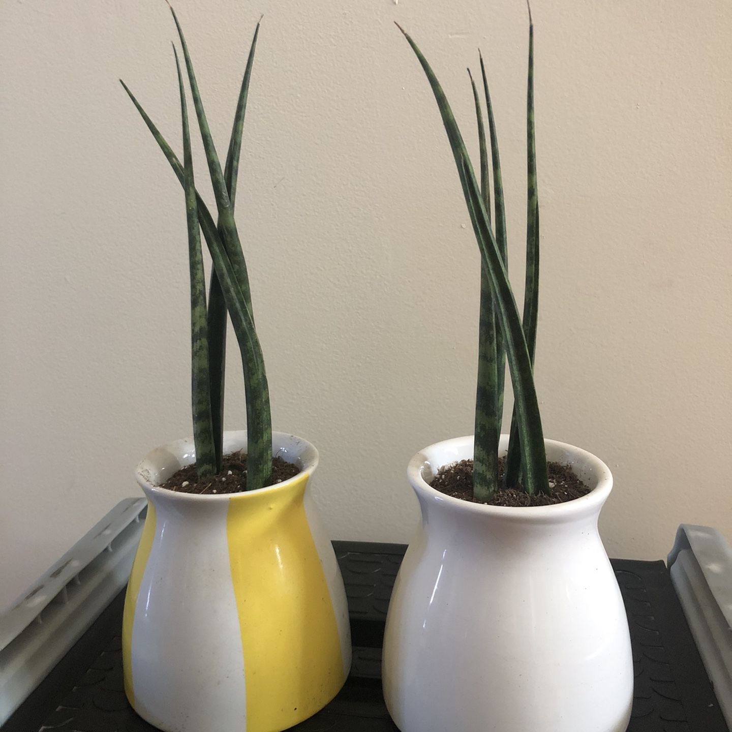 Sansevieria Plants