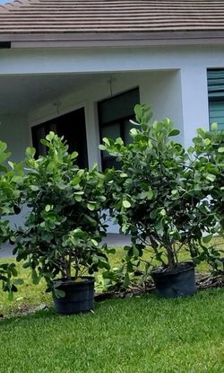 Clusia 15g full