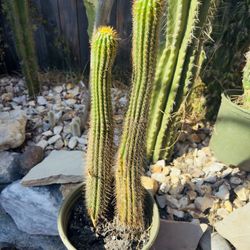 Cactus 
