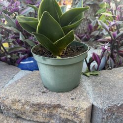 Snake Plant Emerald Star