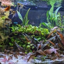 Aquarium Plants $2 $3 $5
