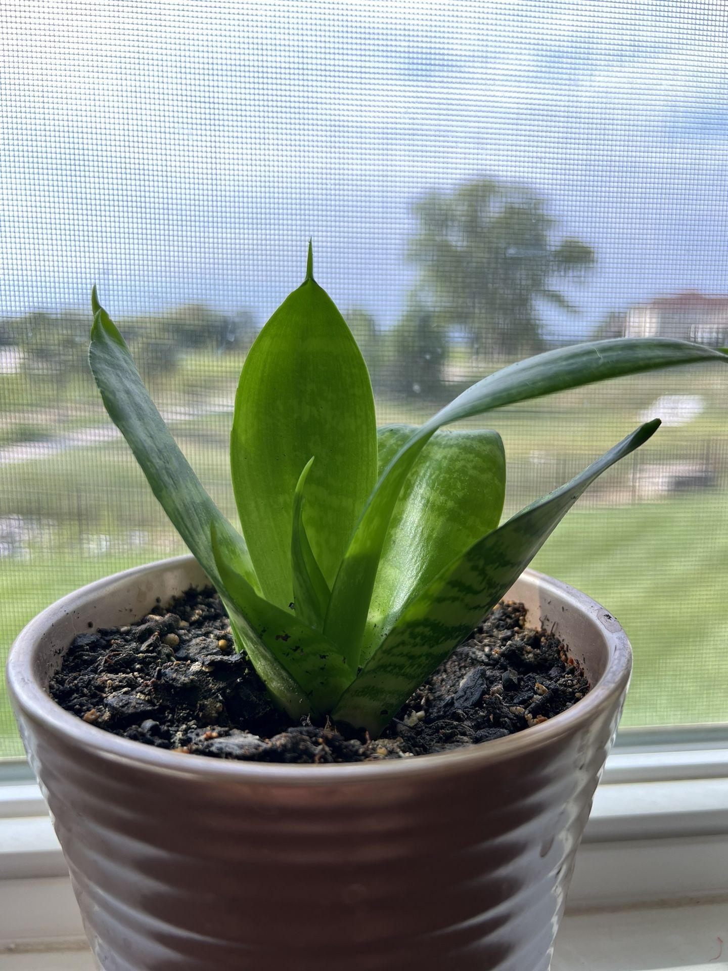 small snake plants