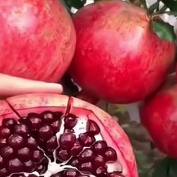 2 Gallon Pomegranate Fully Rooted Plant Punica Granatum
