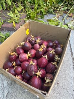 Passionfruit fresh off vine, locally grown!