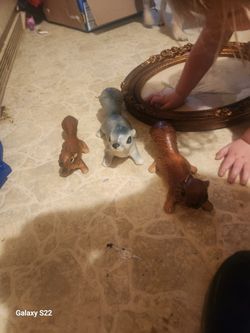 Grey, Brown, A D Baby Brown Squirrel