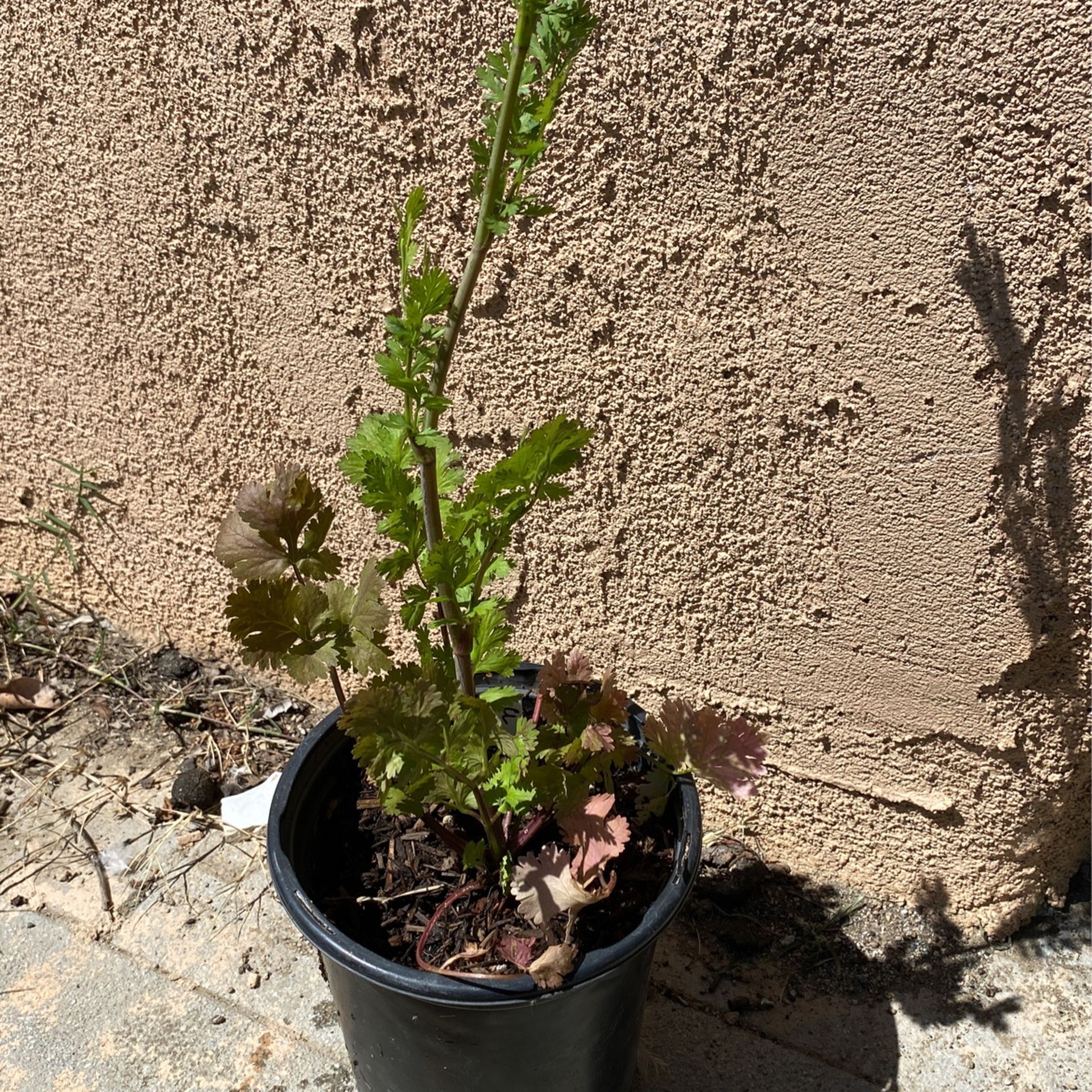 Cilantro plant 