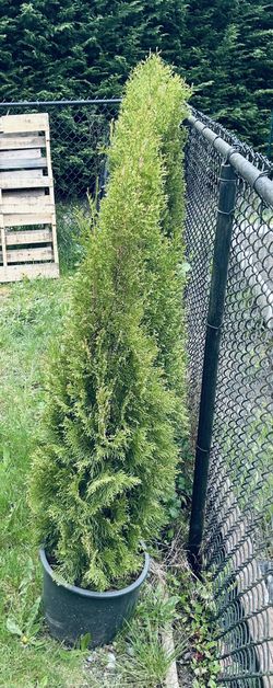 Arborvitae 4-5 Feet Tall