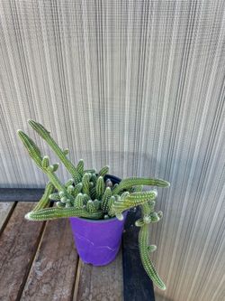 Rattail Cactus