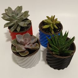 Succulent Set for Sale 