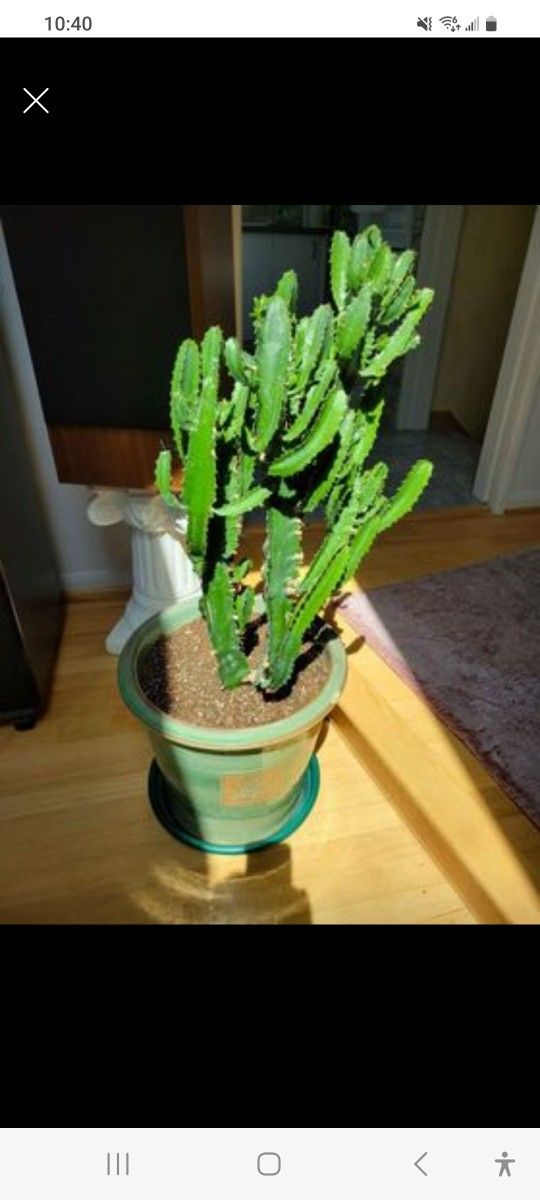 33" Live Healthy rooted Euphorbia Trigona Candelabra Cactus