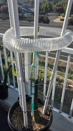 Dragonfruit with trellis. American beauty and sugar dragon