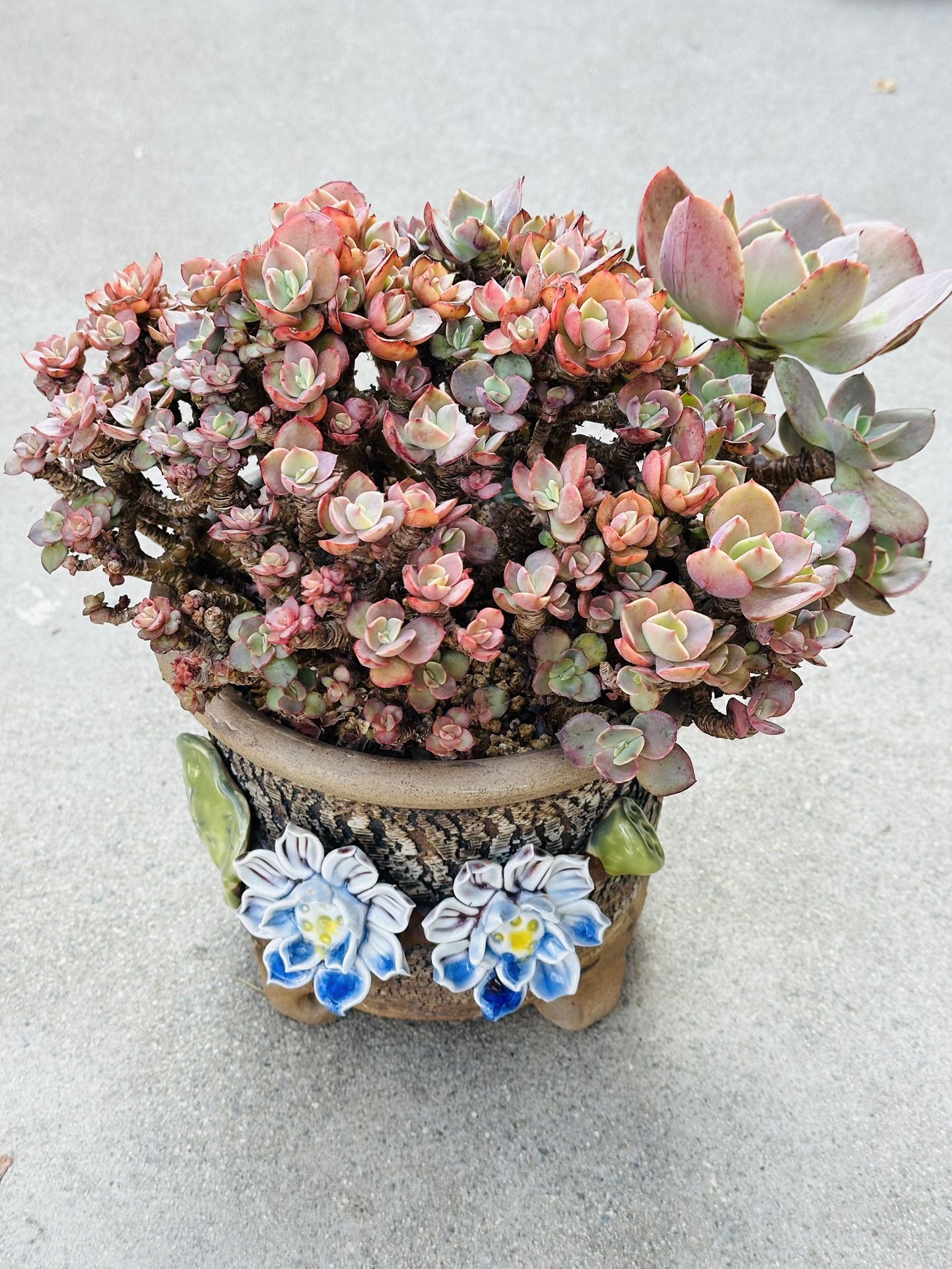 Succulents plants 🪴 （Echeveria 'Suyon'）