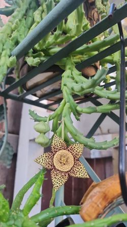Plant Clippings