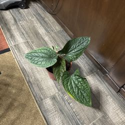 Anthurium Luxurians 