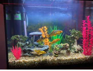 Fish tanks Pesera