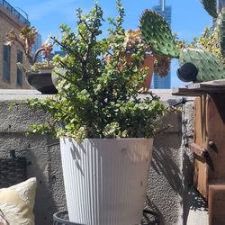 Succulent and pot 2'