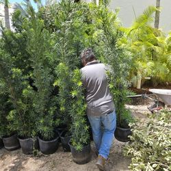 huge Podocarpus  6 to 7 feet tall Instant privacy Hedge for fence  over the pot 