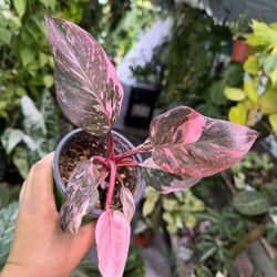 Philodendron Pink Princess Marble Galaxy In 4” Pot 