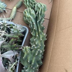 Peruvianus Cereus Monstrose 