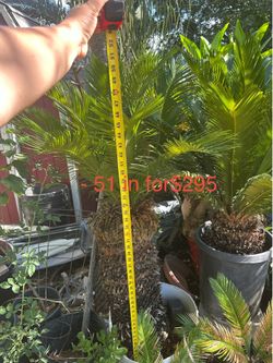 Beautiful sago palms