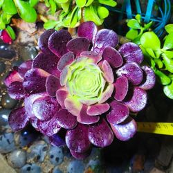 Aeonium Black Rose Succulents 🌱