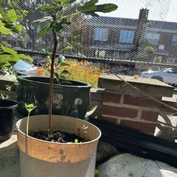 Fig Tree Live Plants 