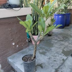 Plomería Color Blanca En Galon