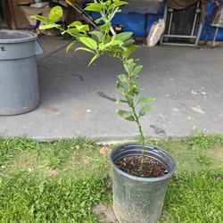 Limon Mexicano   "Tequilero"