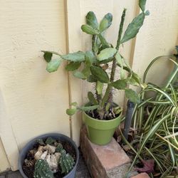🌵 Prickly Pear Cactus + Bonus Baby Cactus (2 plants)