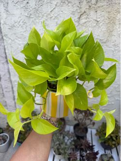 Neon Pothos Teacup Arrangement