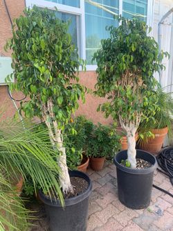 Two Healthy Potted Ficus Trees – Indoor/Outdoor